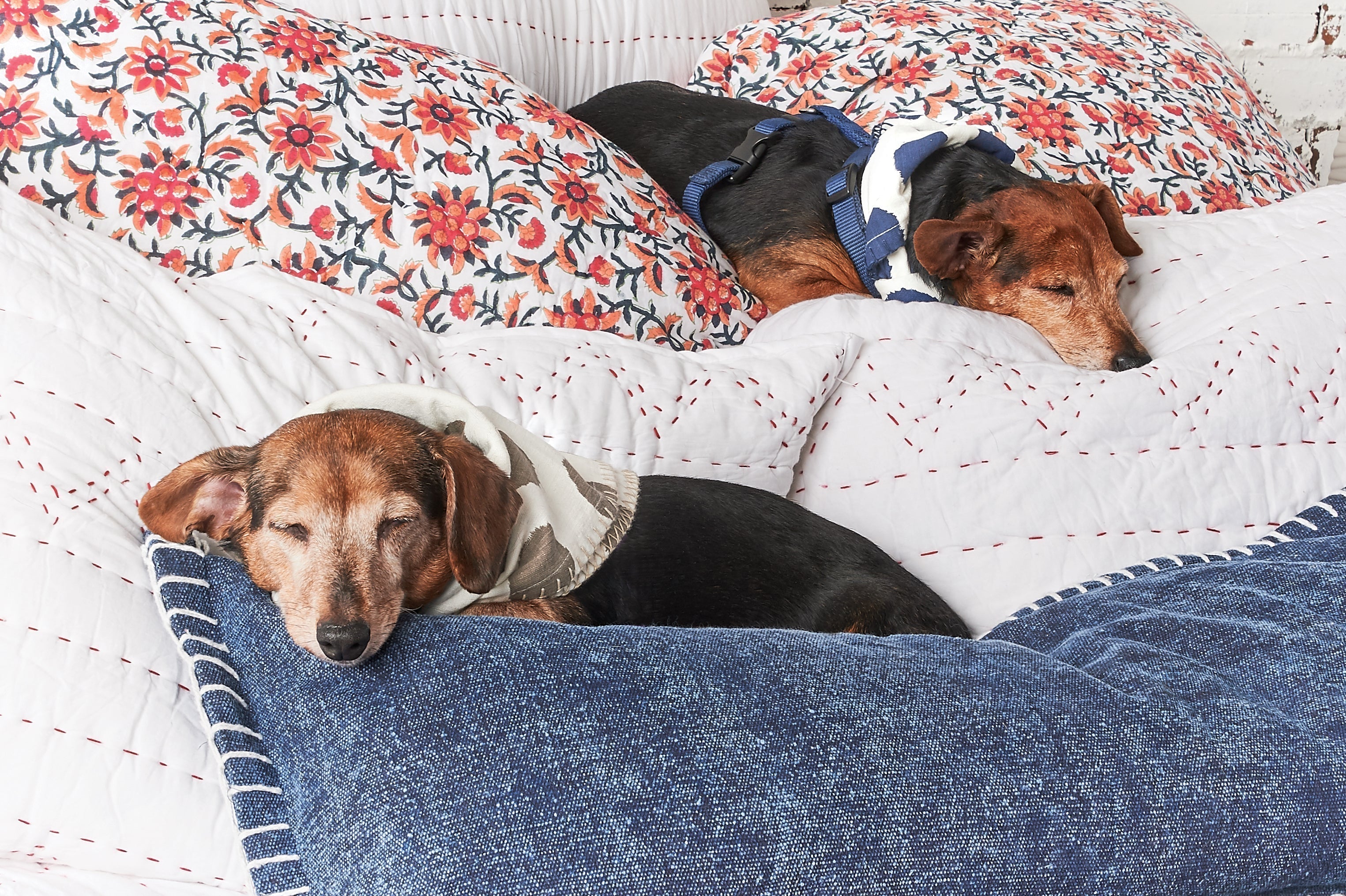 Pet-Friendly Home Decor That's Actually Stylish